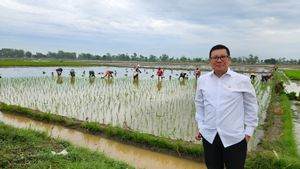 Regarding Rice Exports, National Food Boss: We Need To Think Several Times