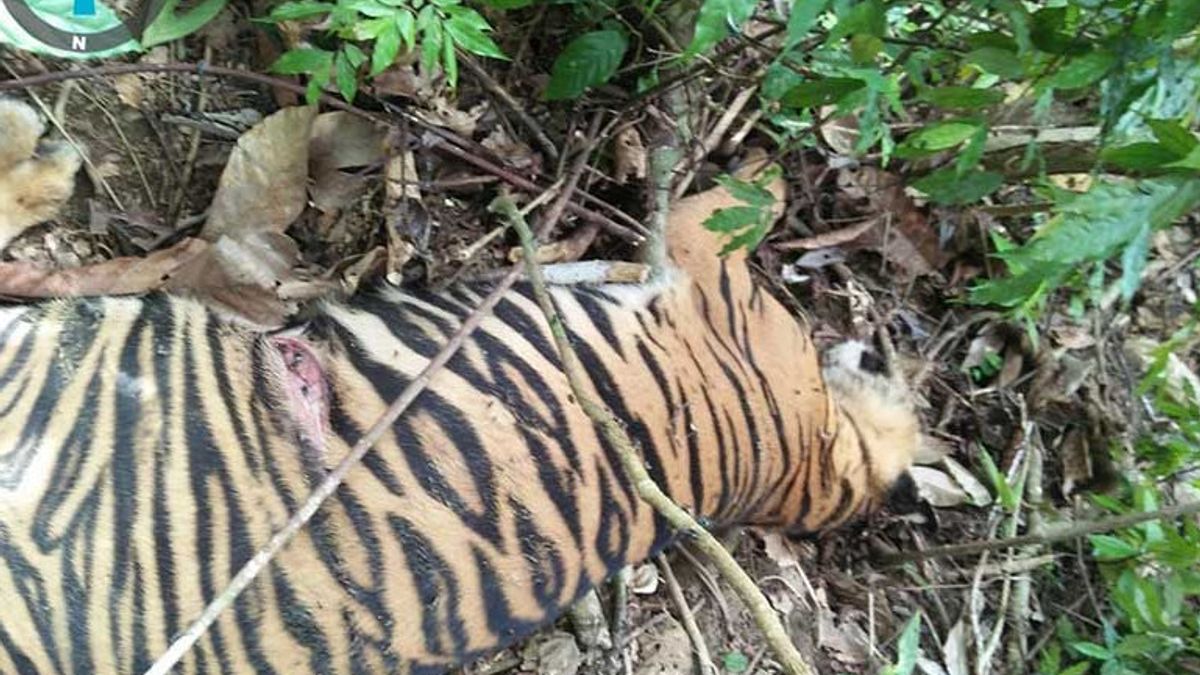    Tersangka yang Racuni Harimau di Aceh Timur Segera Disidangkan di Pengadilan