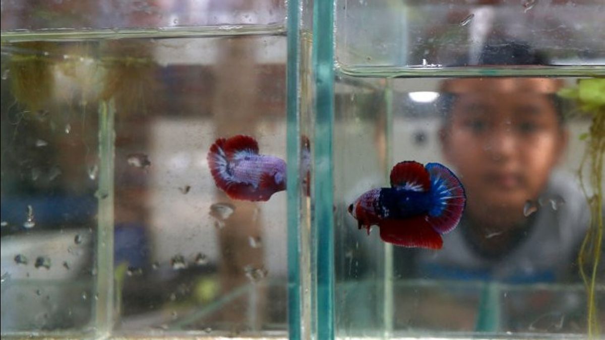 DKI Kadinkes Suggests Residents To Maintain Betta Fish To Prevent Dengue Fever