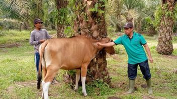 ムコムコ農業事務所は、9月に何百頭もの完成した牛にジェンブラナワクチンを提供することを目標としています