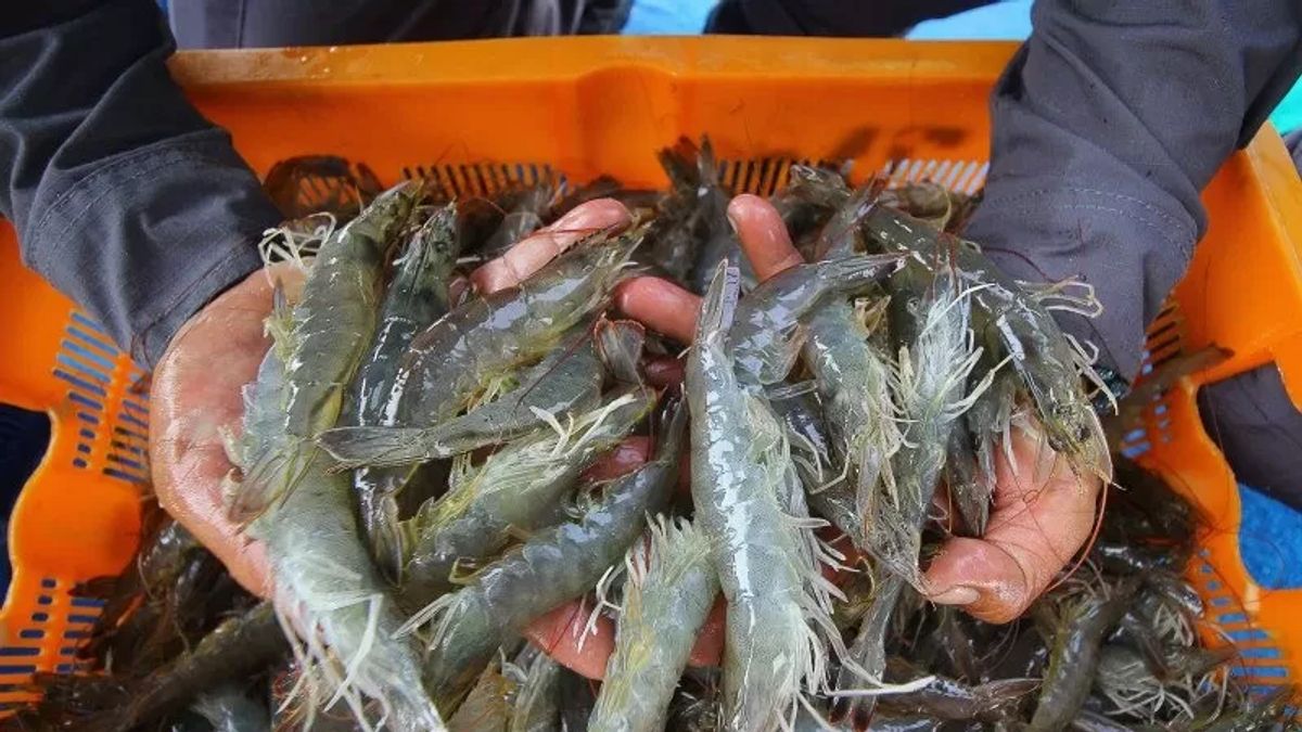 Great! Kebumen Giant Shrimp Camp Harvests 327 Tons Of Vaname Shrimp Until July 2025