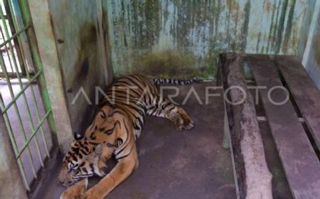 Pemkot Diminta DPRD Benahi Medan Zoo Akibat Matinya Harimau