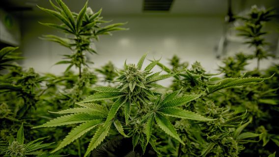 最も危険な物質から大麻を取り除くための国連問題に関する保健省：詳細な研究の必要性