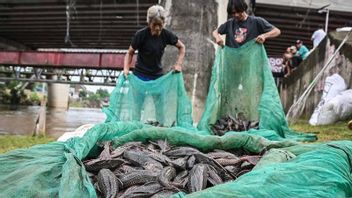 Satpol PP, Jakpus에서 5 명의 싱가포르 시오마이 상인을 위해 쓸쓸한 물고기 고기 판매자를 확보합니다.
