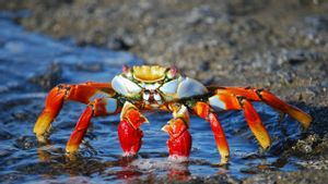 <i>Crab Mentality</i>, Kondisi saat Seseorang Suka Menghalangi Keberhasilan Orang Lain