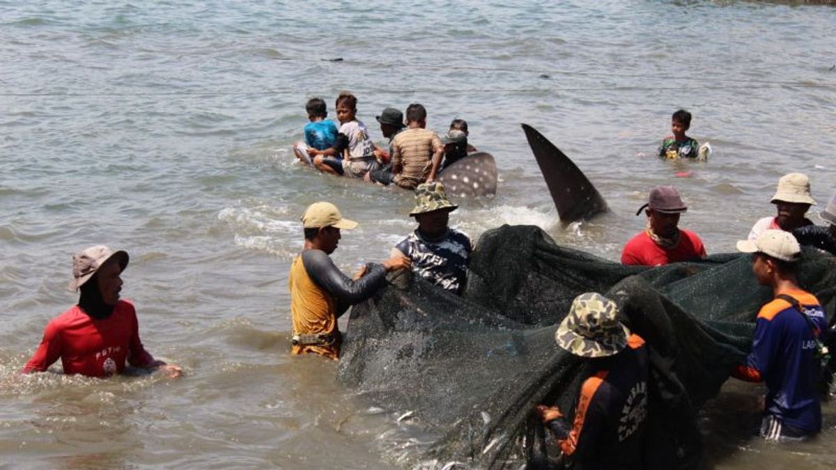  الحوت القرش Netted من قبل صياد في لامبونغ ، وهذا هو السبب المزعوم