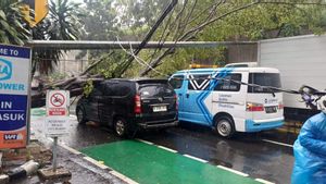4 Mobil dan Kabel PLN Rusak Akibat Tertimpa Pohon Tumbang di Jatinegara