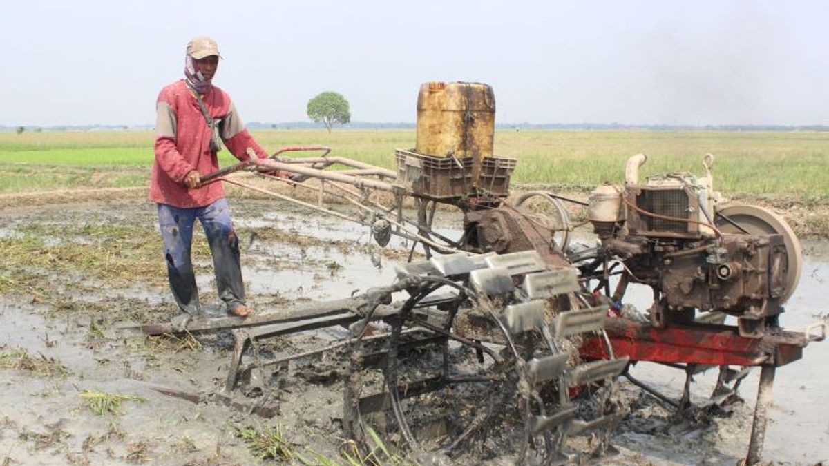 Professor Of IPB: Indonesia Can Become The World's Food Barn Through The Food Estate Program