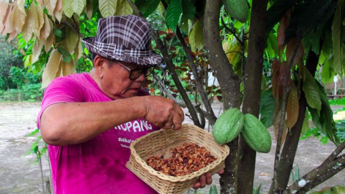 cottes : baisse de production en Afrique de l'ouest : les prix d'exportation des graines de cacao