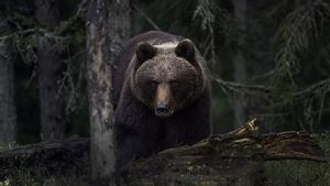 Pria 57 Tewas Mengenaskan Diserang Beruang Cokelat, Slovakia Keluarkan Peringatan