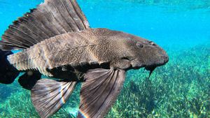 Jenis Ikan Sapu-Sapu yang Menginvasi Perairan Indonesia