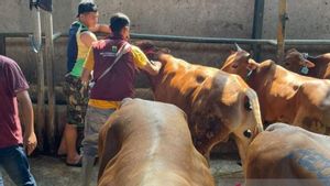 Cianjur的牺牲动物贸易商被禁止在路边销售