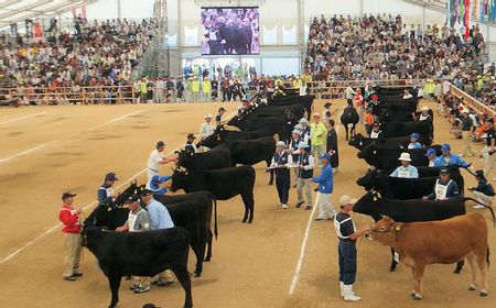 Kagoshima Dominasi Olimpiade Wagyu ke-12 Jepang, Miyazaki Menangi Kualitas Daging Sapi