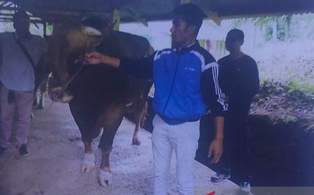 Pemprov Seleksi Sapi Unggul untuk Kurban Presiden Jokowi di Sumbar