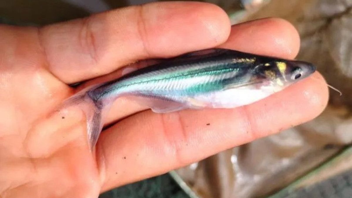 Profesor UGM Sebut Ikan Wader Terancam Punah