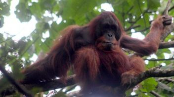 世界最古のオランウータンの種は、悪魔と見なされるため、絶滅することができます