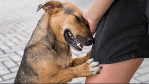 Wabah Rabies Merebak di Bangkok, Warga Thailand Diimbau Tingkatkan Kewaspadaan