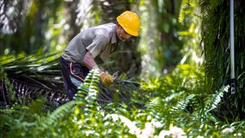 BPDP as the Locomotive for the Development of National Palm Oil Human Resources
