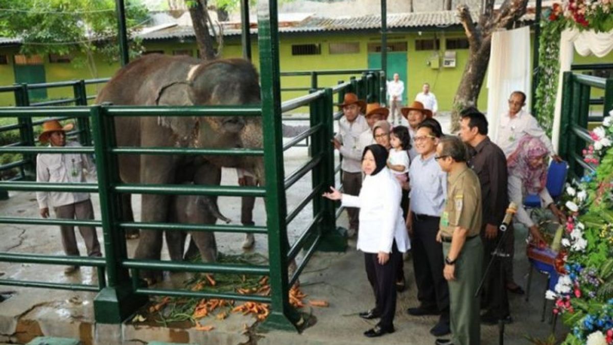 Elephant Calf "Dumbo" At The Surabaya Zoo Dies