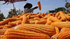 Les investissements dans les sècheurs et les silo modernes peuvent alourdir la production de maïs