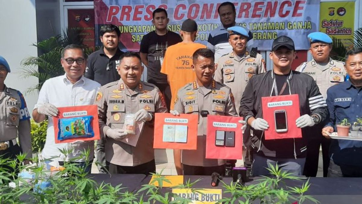 South Jakarta Residents Arrested By Police For Planting 9 Cannabis Trees In Pots At Their Homes