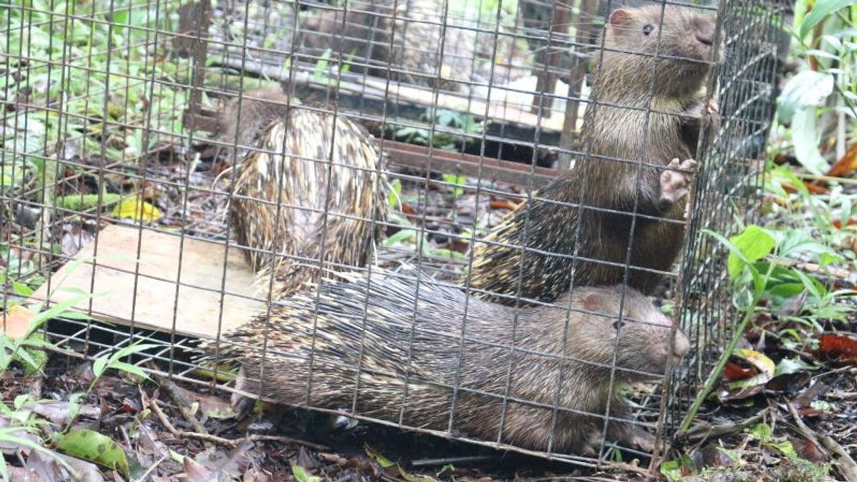 4 Landak Jawa Milik Warga Diamankan, BKSDA Bali Lepaskan di Taman Konservasi Buleleng