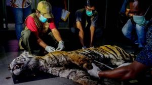 Hasil Nekropsi BBKSDA Riau, Harimau Sumatera Tewas Karena Depresi, Dehidrasi dan Infeksi Pada Kaki Kiri