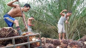 Observer Suggests Immediately Lifting Ban On Exports Of Crude Palm Oil And Migor: Because It Has Negative Impact On 3 Million Farmers