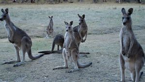 Lindungi Spesies Terancam Punah, Australia Sisihkan 30 Persen Daratannya