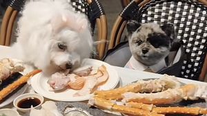 This Restaurant Has A Special Buffet Menu For Dogs, Filled With Seafood!