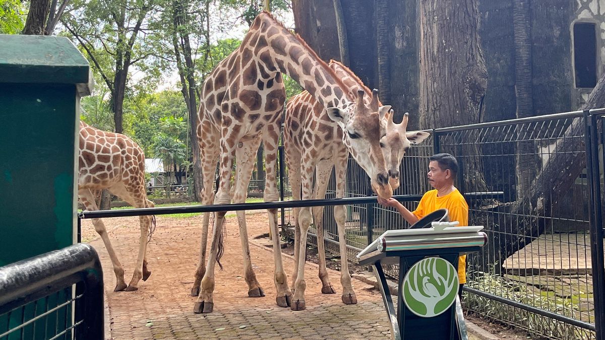 Ragunan Prepared More Modern: There Is A Zoning Of Animals, Trains, And Free Of Traffic Jams