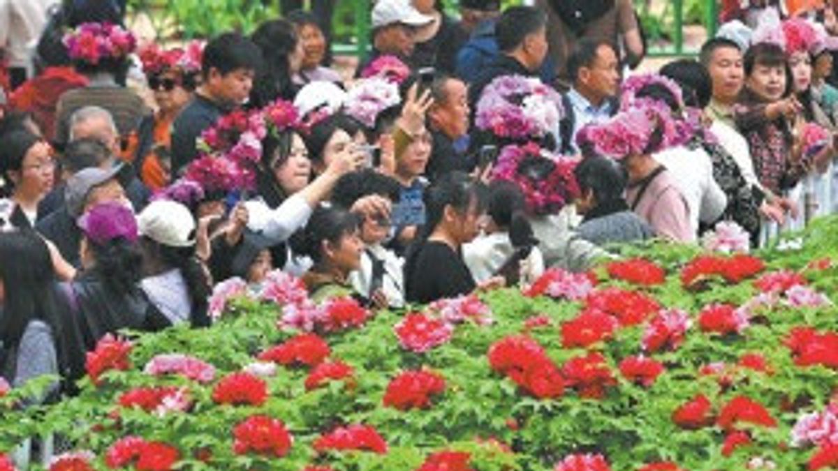 Heze, la ville de la pivoine chinoise qui transforme les fleurs en tourisme, en thé et en couronnes