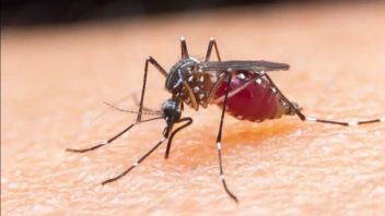 Le ministère de la Santé : Les cas de paludisme en Indonésie sont en baisse mais sont toujours le deuxième plus élevé d’Asie