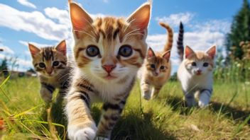 Pulau Kucing di Jepang: Surganya Para Pecinta Kucing yang Unik dan Menawan