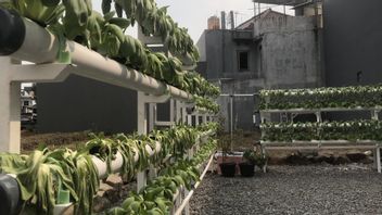 The Asri House Of The Candidate For The Commander Of The Indonesian Armed Forces, General Agus Subiyanto, Is Buried By Hydroponic Plants