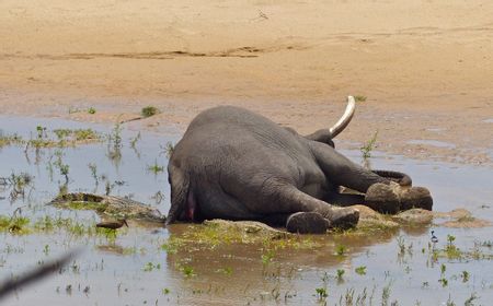 Sumber Makanan dan Air Berkurang karena Kekeringan Berkepanjangan, Gajah di Selatan Afrika Terancam