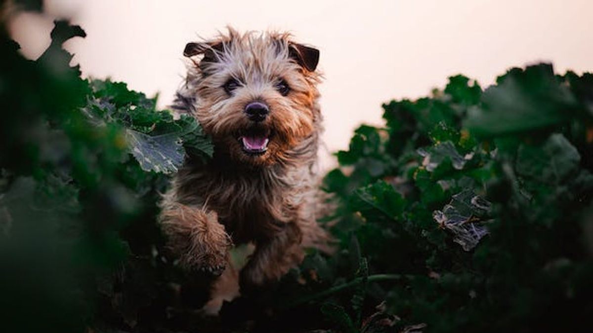 5 Popular Ornamental Plants That Turns Out To Be Hazardous To Dogs