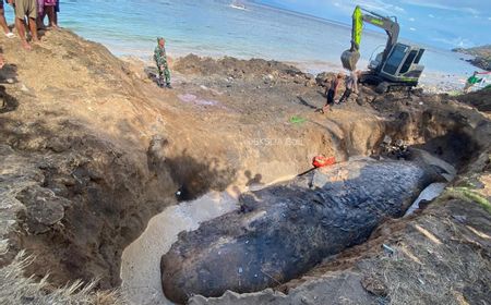 Penampakan Bangkai Paus Sperma Seberat 3 Ton yang Dikubur di Pantai Bali 