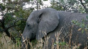 サファリパークの管理は、バリサファリゾウに襲われたポーチの死について声を開きます