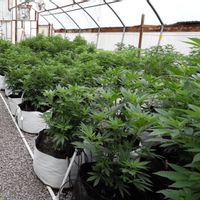 Pembibitan Ganja di California Gunakan Teknologi Blockchain untuk Verifikasi Keaslian Tanamannya