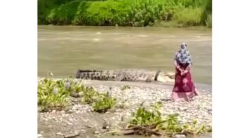 在帕卢（Palu）的轮胎中，母亲迫切希望接近一条大鳄鱼