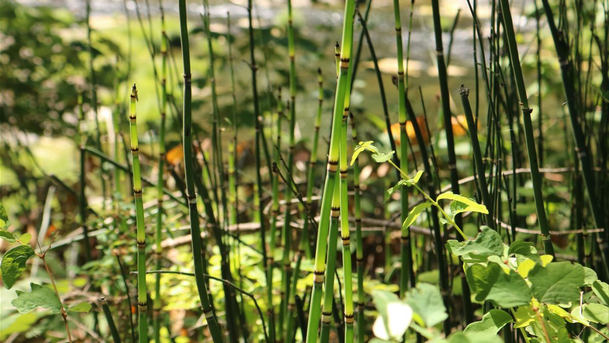 シギ県政府は、流域に竹を植えることによって人々の家を氾濫させる河川水流出を予想しています 