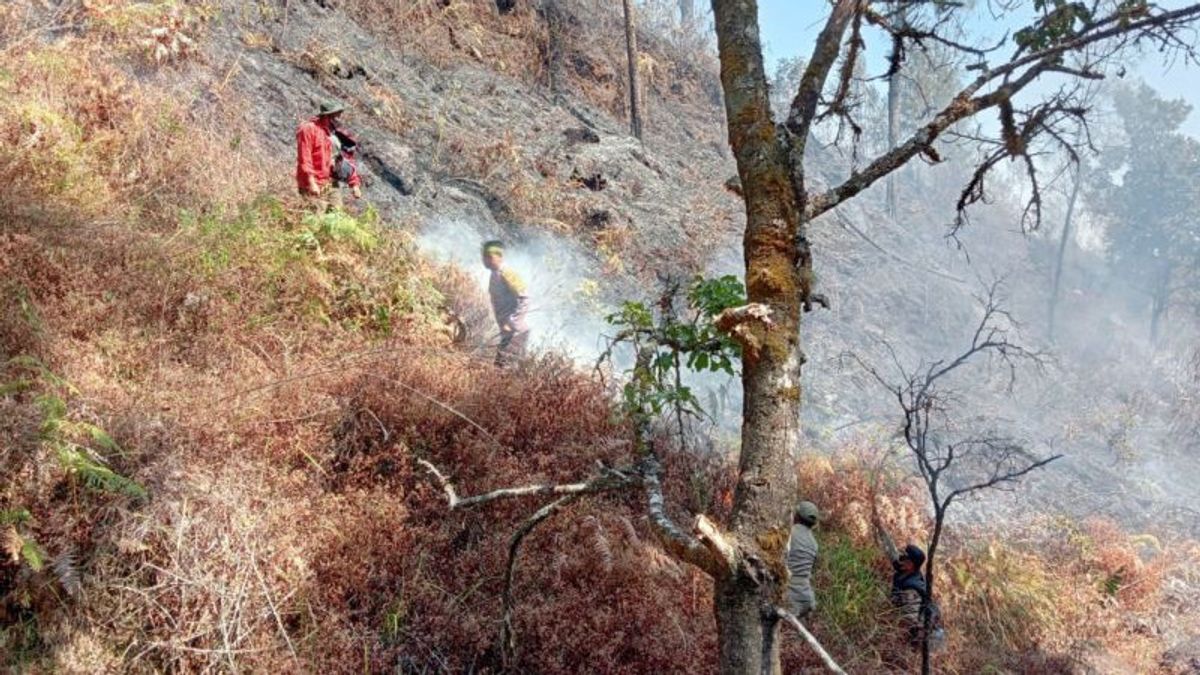 TNGRモニタリングの結果、リンジャニ山の北部に5つの火災がまだ存在