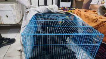 Des oiseaux de Cendrawasih et de Nuri ont été contrebandés par bateau, interceptés par des fonctionnaires