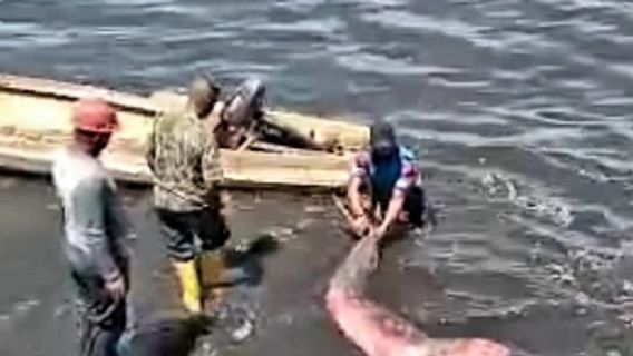 Indonesian Navy Personnel Rescue Dugongs Stranded On Makassar's Jalaria Beach