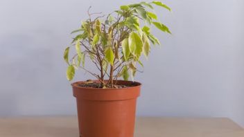 7新鮮に再び成長するために死にかけている植物の世話をするトリック