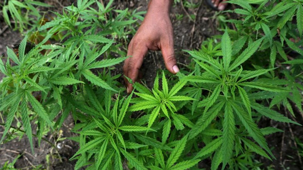 慎重に見直し、PDIP議員:多くの人々が突然大麻農家になるのを許さないでください