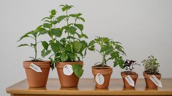 自宅で栽培できる5つの生きている薬局の植物