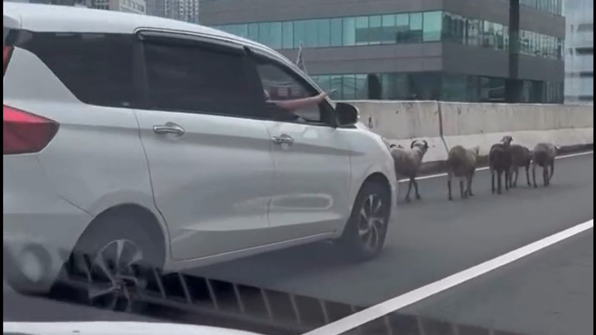交通渋滞が発生するまでJLNTカサブランカへのニエロノンヤギの8つの尾の行動、警察は所有者を探します