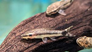 Ikan Pemakan Lumut Terbaik untuk Akuarium, Solusi Alami Pengendali Alga